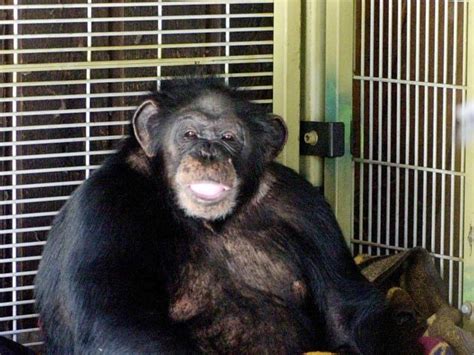 chimpanzé que atacou a dona